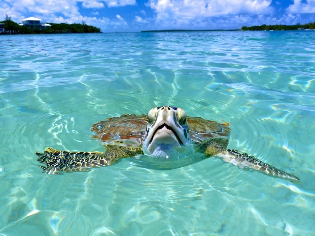 Bluff House Beach Resort & Marina Green Turtle Cay Екстер'єр фото